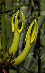 Ceropegia dichotoma © Teresa Farino